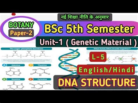 Dna Structure Structure Of Dna In Hindi Bsc Rd Year Th Sem Botany Nd