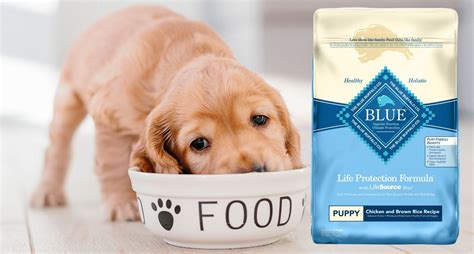 Blue Buffalo Puppy Food: Natural, Reviews & Formula - All About Pups