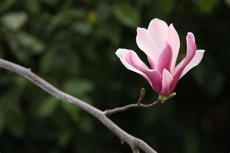 Free Images Nature Branch Blossom Leaf Petal Spring Green