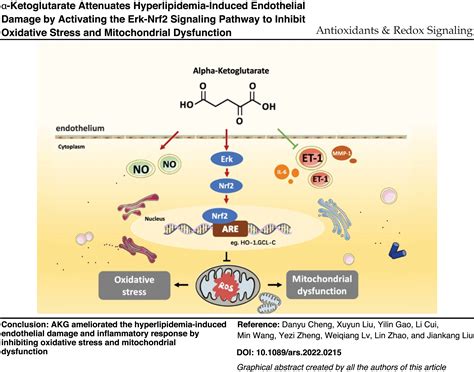 Ketoglutarate Attenuates Hyperlipidemia Induced Endothelial Damage By