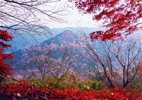 城峯公園の紅葉情報｜紅葉情報2018