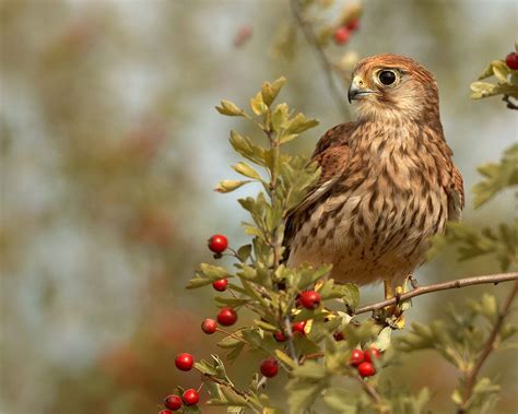 Bird red berries wallpaper | 1280x1024 | #11786