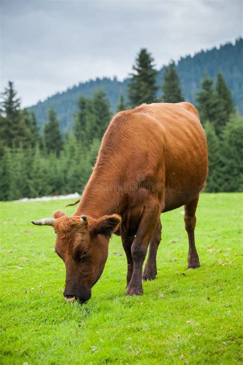 Cow Eating Grass Stock Photo Image Of Mountain Agriculture 127655608