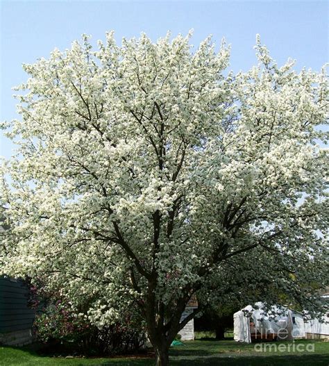 Flowering White Blossoming Tree By Marsha Heiken