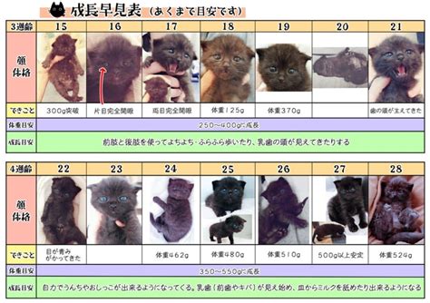 1匹の猫の成長記録を早見表に 一目で分かる成長の過程が参考になる おたくま経済新聞 猫 猫 年齢 動物 かわいい