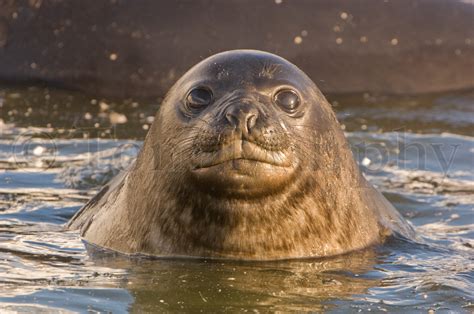 Elephant Seal Juvenile Head Water Tom Murphy Photography