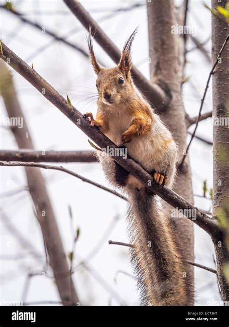 Das Eichhörnchen Sitzt Auf Den Zweigen Im Frühling Oder Sommer