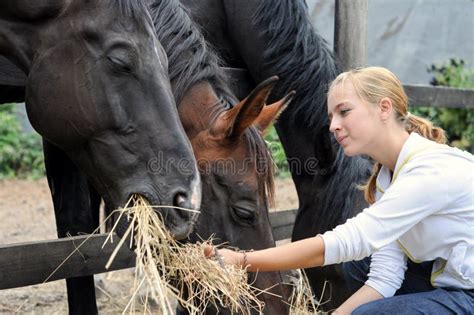 Girl Feeding Horses In The Farm Stock Image Image Of Harmony