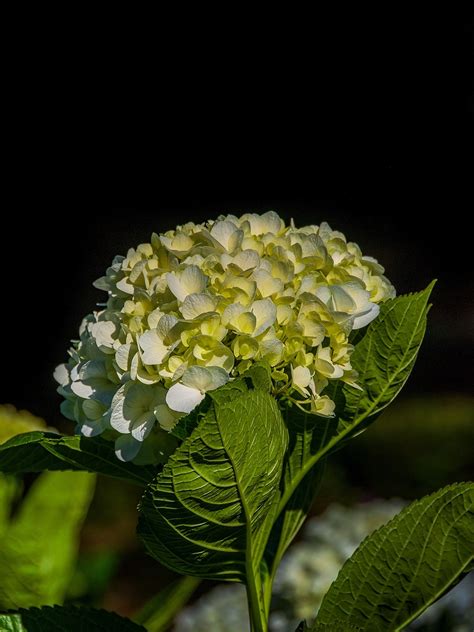 Hydrangeas Beautiful Flowers Free Photo On Pixabay Pixabay