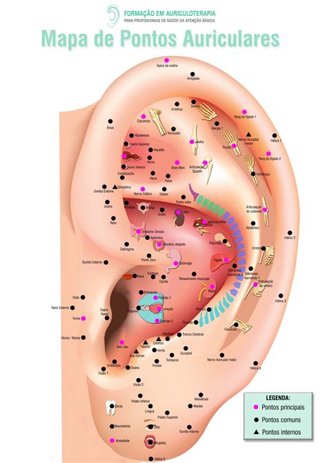 Mapa Aur Culo Sus Auriculoterapia Ear Reflexology Accupuncture