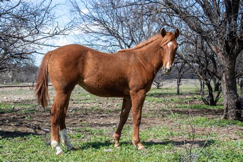 Yearlings For Sale Kt Cattle