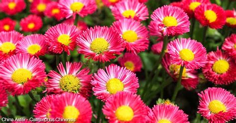 Growing China Aster: Caring For Callistephus Chinensis