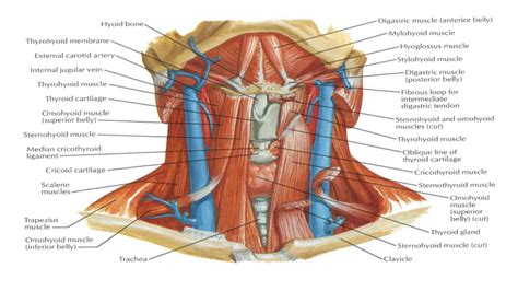 Muscles In Anterior Triangle Of Neck Diagram Quizlet