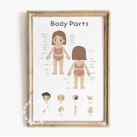 Jual Poster Edukasi Anak Balita Anggota Tubuh Body Parts Preschooler