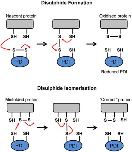 Frontiers The Unfolded Protein Response And The Role Of Protein