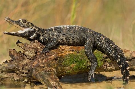 Dwarf Crocodile - Facts, Size, Diet, Pictures - All Animal Facts