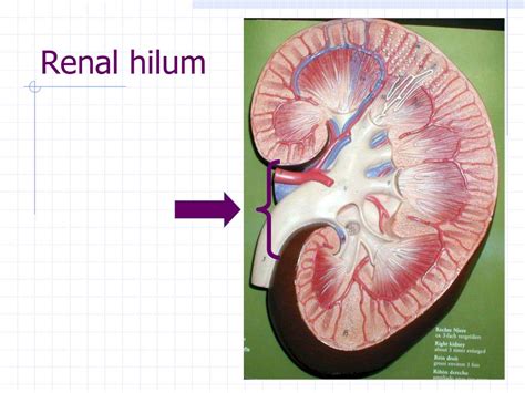 Ppt Lab Ex 56 And 58 Urinary System Powerpoint Presentation Free