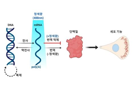 빛으로 Rna 이동과 단백질 합성 조절하는 기술 개발