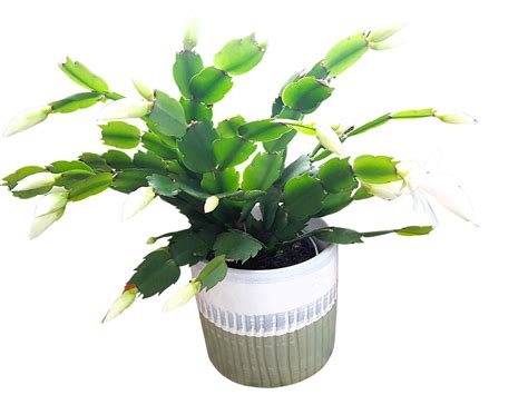 Download Succulent Christmas Cactus Blossoms Royalty Free Stock