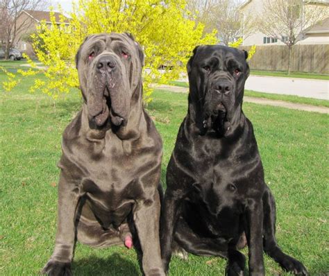 Two Neapolitan Mastiff Dogs Perro Mastin Napolitano Mastín