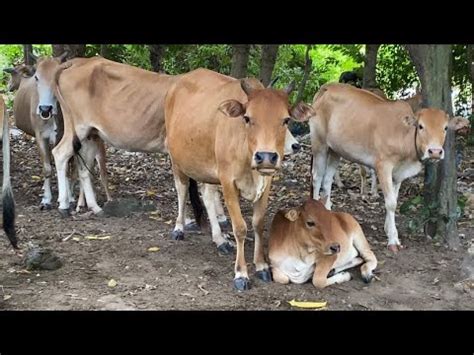 Sapi Lembu Lagi Mencari Makan Bersama Kawan Kawan Nya Di Ladang Yang