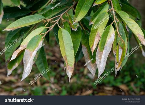 Durian leaf Images, Stock Photos & Vectors | Shutterstock