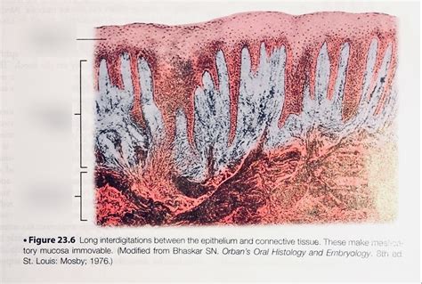 Mucosa Diagram Quizlet