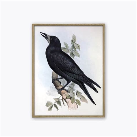 Rook Birds Art Print Bird Vintage Illustration Bird Wall Art Etsy