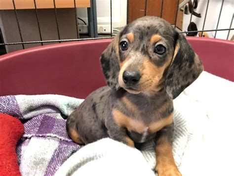 Adorable Dachshund Puppies At The Rspca Leicestershire Live