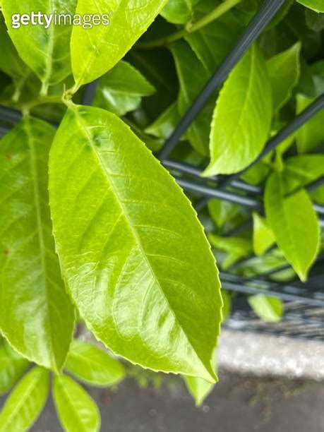 Sick Cherry Laurel Prunus Laurocerasus 이미지 1400973661 게티이미지뱅크