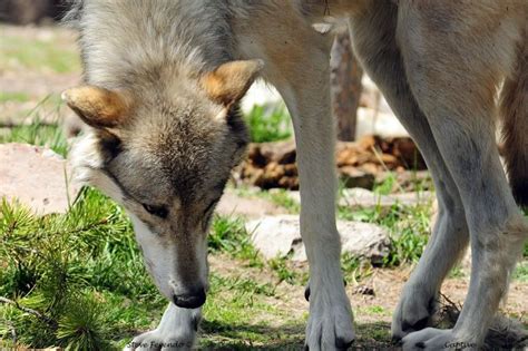 "Natural World" Through My Camera: Coyote or Wolf? For Some It Can Be Hard To Tell…