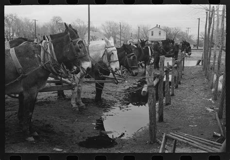 Mules at hitching posts, Eufaula, Oklahoma 1940 Oklahoma Usa, Oklahoma ...