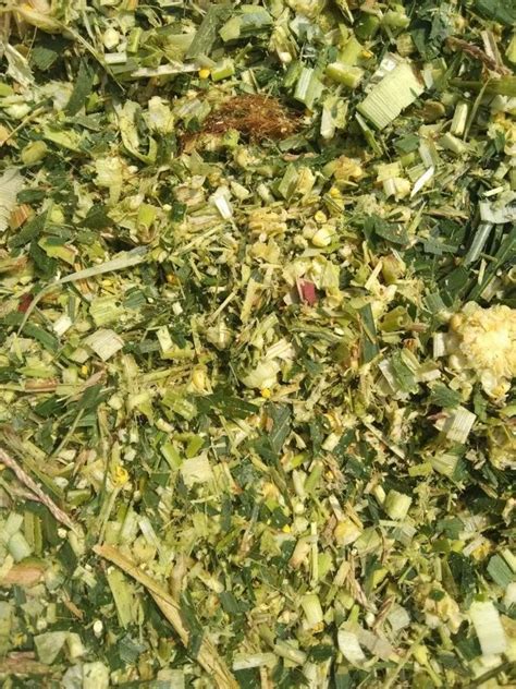 Green Fodder, Packaging Size: 90-110 Kgs,65-70 Kgs, 70-80 at Rs 3500 ...