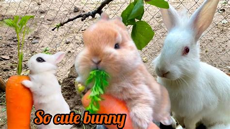 Cute Rabbit Eating Carrot 🥕🥕🥕🥕 Youtube