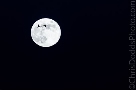 Sandhill Crane Full Moon Silhouette — Nature Photography Blog