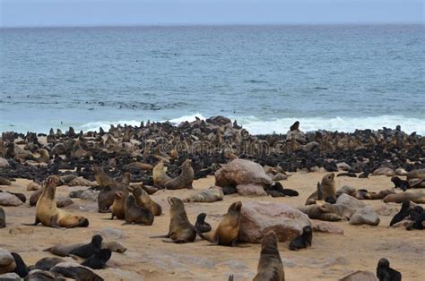 Colonia De Focas En Cabo Cross Namibia Africa Imagen De Archivo Imagen De Primer Piel 262585931