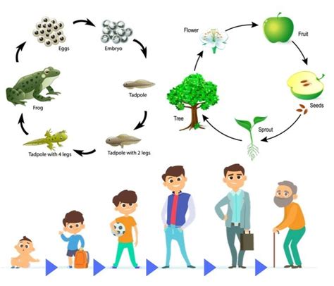 life cycle