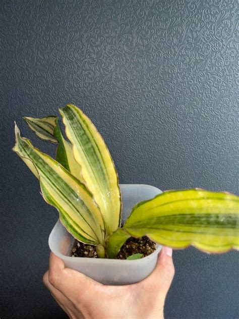 Sansevieria Mafinga Dragon Jade Variegated Furniture Home Living