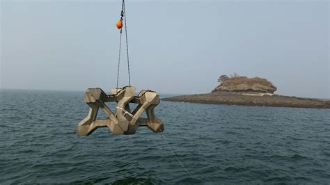 죽도연안 바다숲해중림 조성 마무리 세종방송