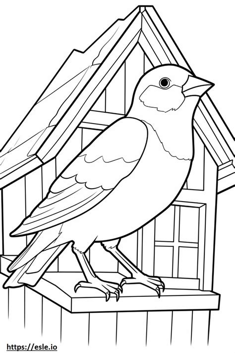 House Sparrow English Sparrow Cute Coloring Page