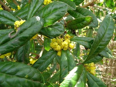 Berberidaceae