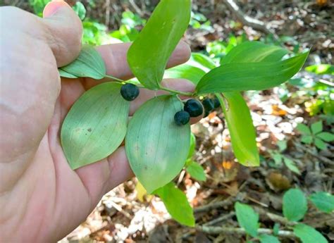 Solomon's seal (Polygonatum) is an edible plant in the Asparagus family ...