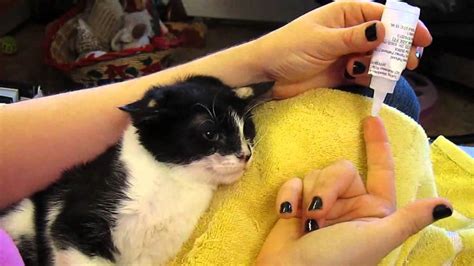 20 Best Photos Ringworm In Kittens / Ringworm Treatment for Cats and ...