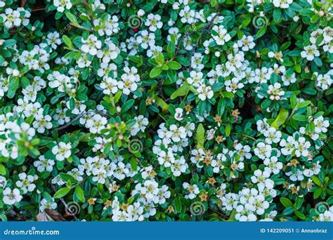 Spring White Flowers For Decoration Garden Bed Stock Image Image Of