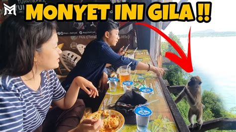 Pacar Monyet Gila Makan Youtube