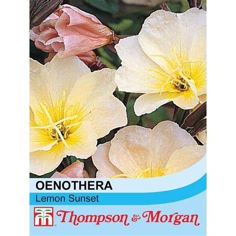 Oenothera Lemon Sunset Seeds Thompson And Morgan