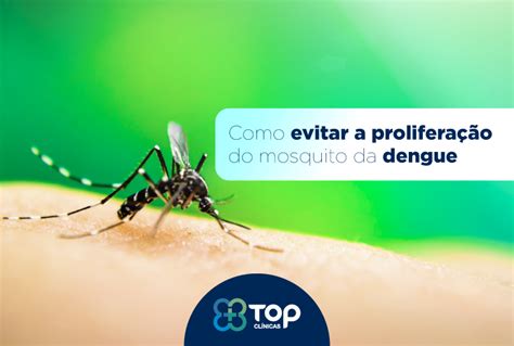 Como evitar a proliferação do mosquito da dengue Top Clínicas