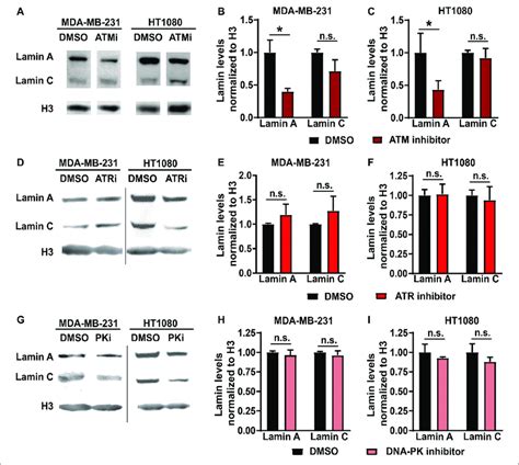 Inhibition Of Atm But Not Atr Or Dna Pk Reduces Lamin A Levels A