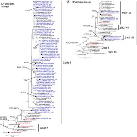 Phylogenic Tree Of The HA Genes Of A B Yamagata And B