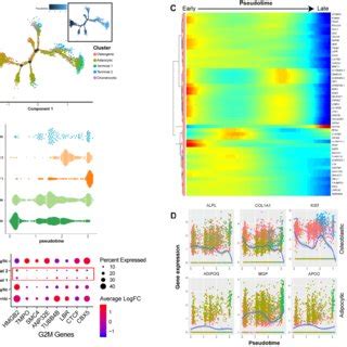 dynamic gene expression patterns  human bm mscs  reconstructed